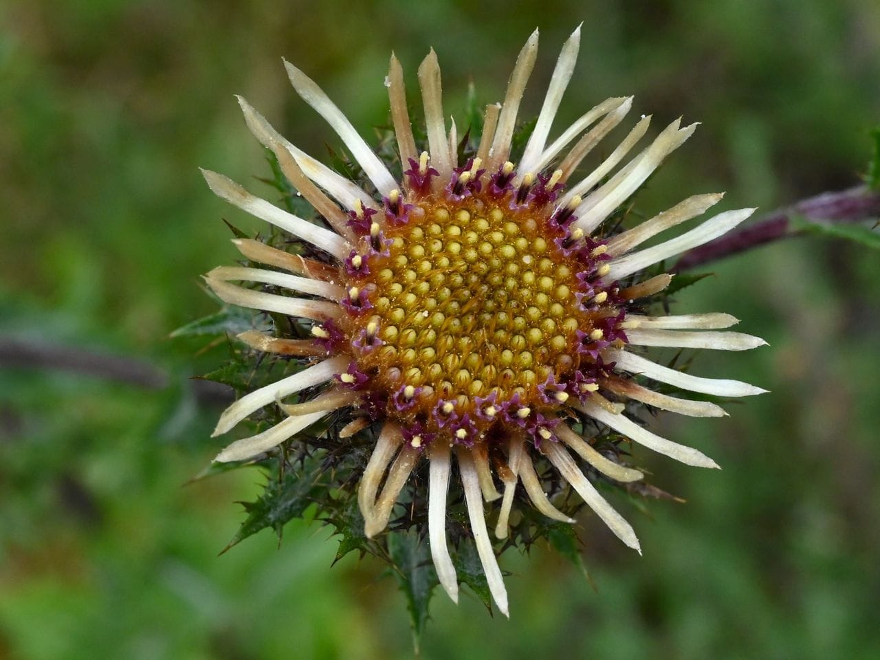 Carlina vulgaris